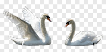 Pair Of Swans In A Natural Setting PNG
