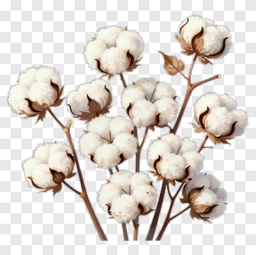 Cotton Plant With White Flowers PNG