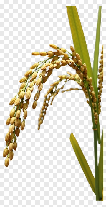 Rice Plant With Grain Heads PNG