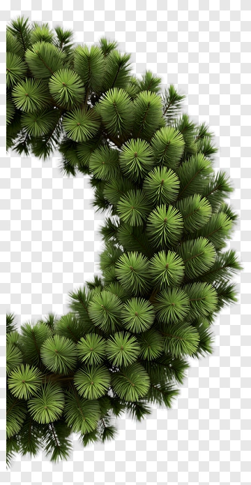 Green Pine Tree Branch PNG