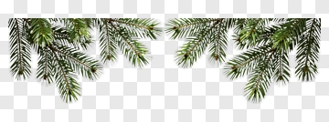 Pine Tree Branches PNG