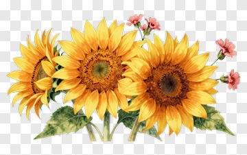 Sunflower Bouquet With Pink Flowers PNG