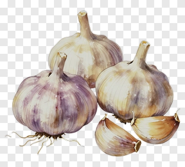 Watercolor Garlic Bulbs And Cloves PNG