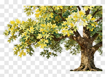 Colorful Oak Tree PNG