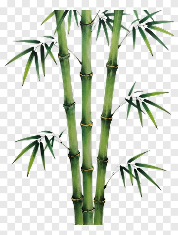 Bamboo Stalks With Green Leaves PNG