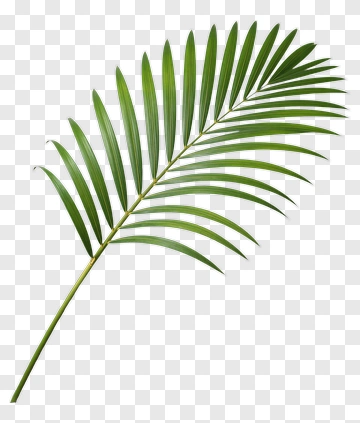 Green Palm Leaf PNG
