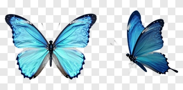 Blue Butterfly PNG