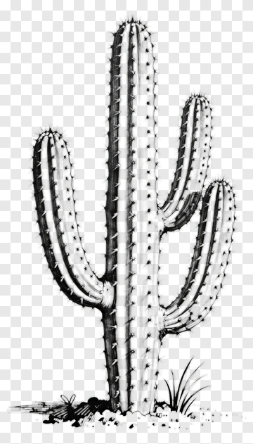 Cactus In Black And White PNG