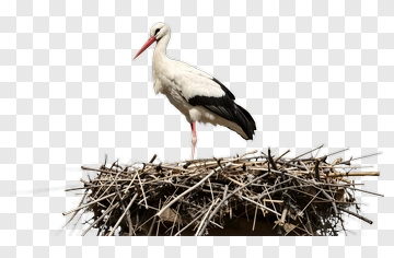 Stork Standing On A Nest PNG