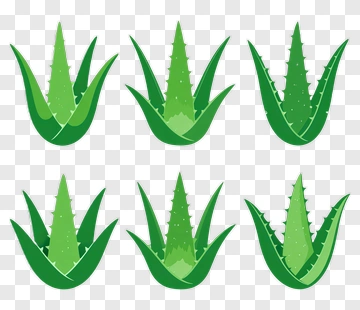 Collection Of Aloe Vera Plants PNG