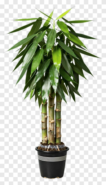 Bamboo Plant In A Black Pot PNG