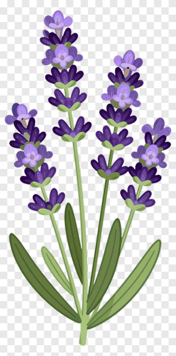 Lavender Flower Bouquet PNG