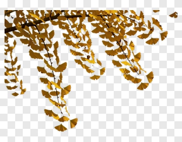 Golden Ginkgo Leaves PNG