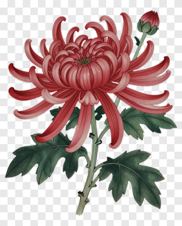 Red Chrysanthemum Flower PNG