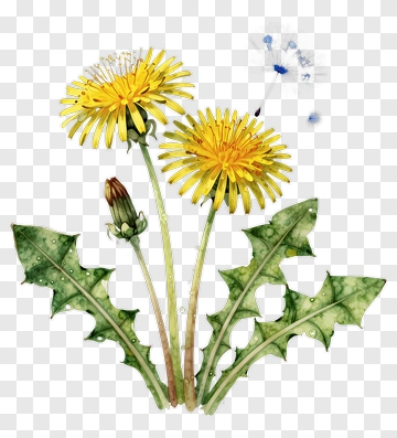 Dandelion Flowers With Green Leaves PNG