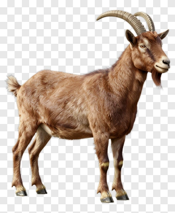 Realistic Goat PNG
