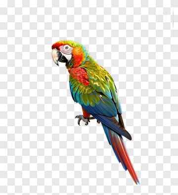 Colorful Macaw Parrot PNG
