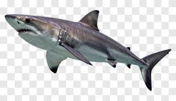 Realistic Great White Shark PNG