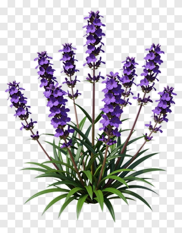 Purple Flower Plant PNG