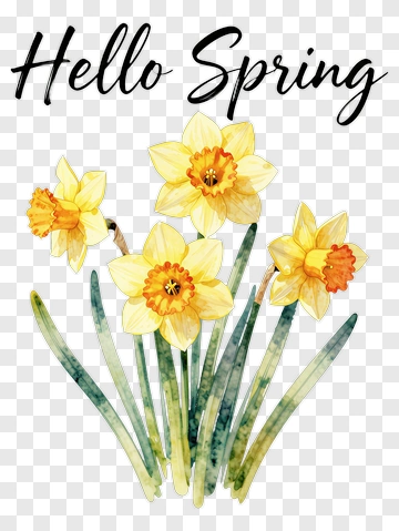Hello Spring Daffodils PNG