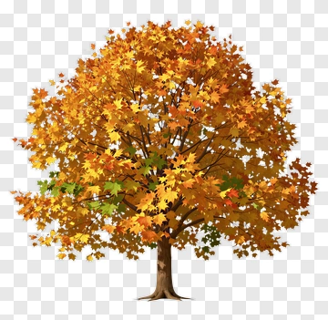 Colorful Maple Tree With Autumn Leaves PNG