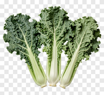 Fresh Green Kale Bunch PNG