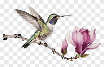 Hummingbird Near A Pink Magnolia Flower PNG