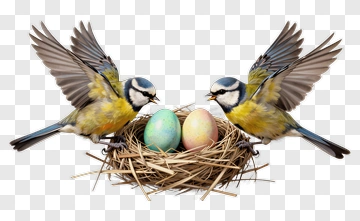 Blue Tits Nesting With Colorful Eggs PNG