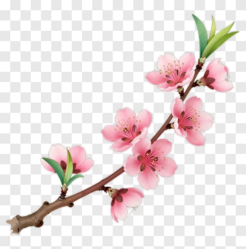 Pink Cherry Blossom Branch PNG