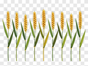 Wheat Plants In A Row PNG