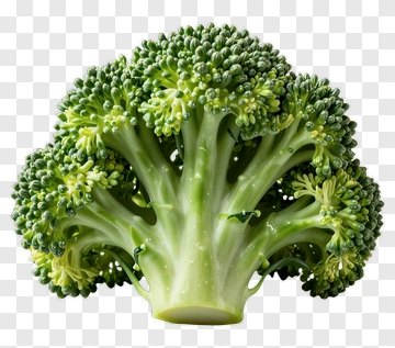 Fresh Broccoli PNG