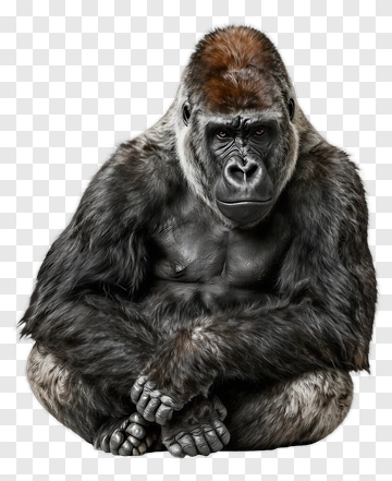 Realistic Gorilla Sitting PNG