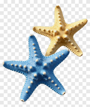 Colorful Starfish Pair PNG