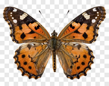 Butterfly With Orange And Black Wings PNG