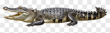 Crocodile With Open Mouth PNG