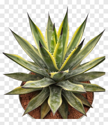 Agave Plant With Spiky Leaves PNG