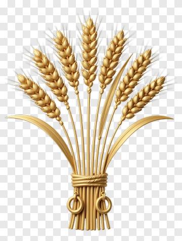 Golden Wheat Bundle PNG