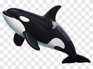 3D Orca Swimming PNG