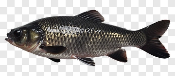 Black Fish PNG