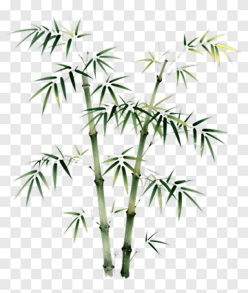 Bamboo Plant With Green Leaves PNG