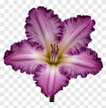 Purple Flower With Frilled Petals PNG
