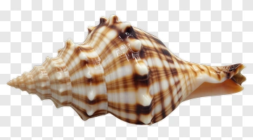 Spiral Seashell With Brown Stripes PNG