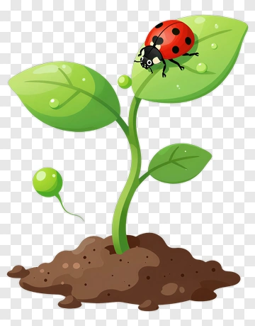 Cartoon Plant With Ladybug PNG