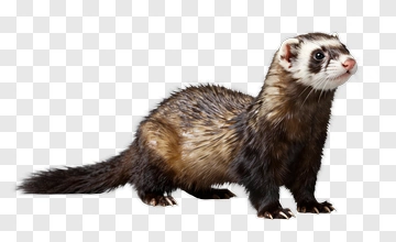 Ferret Standing In Profile PNG