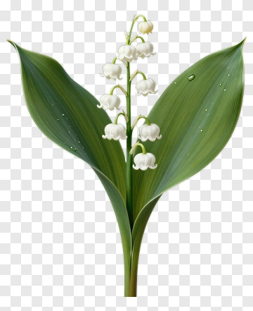Lily Of The Valley Flower PNG