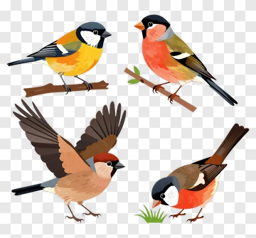 Colorful Birds On Branches PNG