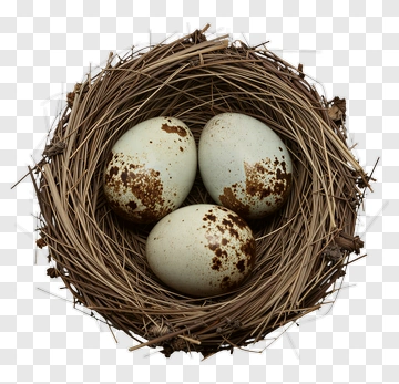 Bird Eggs In A Nest PNG