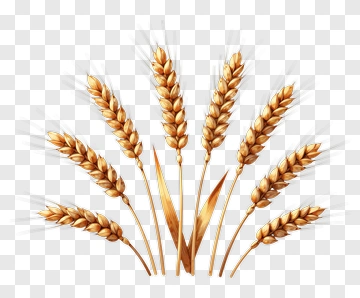Wheat Stalks Bunch PNG