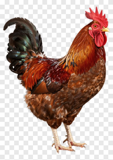 Realistic Rooster Standing Proudly PNG
