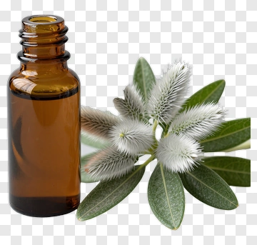 Essential Oil Bottle With Silverleaf Plant PNG